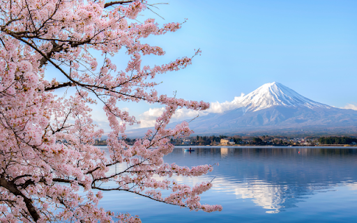 Introduction to the Cherry Blossom and Mount Fuji Theme from Chrome web store to be run with OffiDocs Chromium online Introduction to the Cherry Blossom and Mount Fuji Theme from Chrome web store to be run with OffiDocs Chromium online