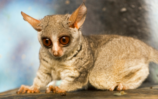 Introduction to the Theme: Galago Senegalensis from Chrome web store to be run with OffiDocs Chromium online Introduction to the Theme: Galago Senegalensis from Chrome web store to be run with OffiDocs Chromium online