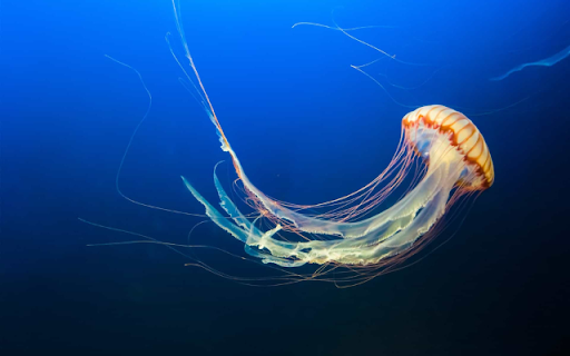 Jellyfish from Chrome web store to be run with OffiDocs Chromium online Jellyfish from Chrome web store to be run with OffiDocs Chromium online