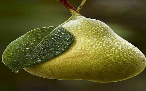 Juicy pear wallpaper from Chrome web store to be run with OffiDocs Chromium online Juicy pear wallpaper from Chrome web store to be run with OffiDocs Chromium online