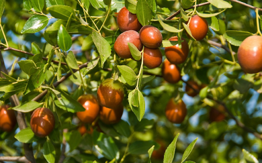 Jujube Tree from Chrome web store to be run with OffiDocs Chromium online Jujube Tree from Chrome web store to be run with OffiDocs Chromium online