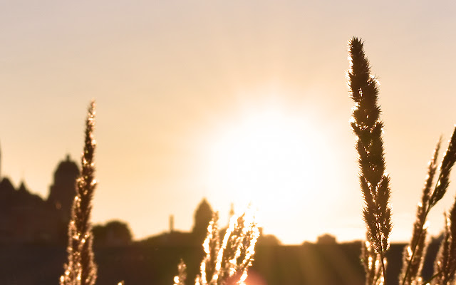 Just Wheat from Chrome web store to be run with OffiDocs Chromium online Just Wheat from Chrome web store to be run with OffiDocs Chromium online