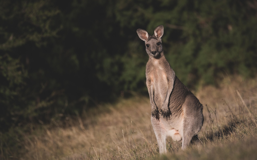 Kangaroo in the Wild from Chrome web store to be run with OffiDocs Chromium online Kangaroo in the Wild from Chrome web store to be run with OffiDocs Chromium online