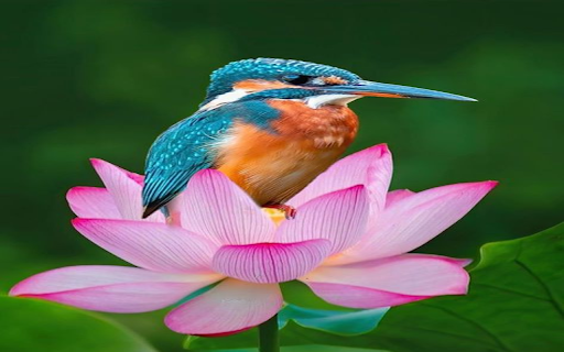 Kingfisher on lotus flower wallpaper from Chrome web store to be run with OffiDocs Chromium online Kingfisher on lotus flower wallpaper from Chrome web store to be run with OffiDocs Chromium online
