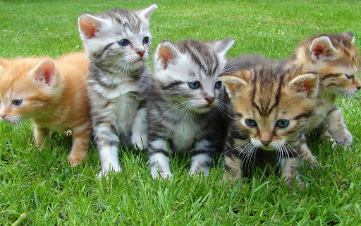 Kittens basking in the sun from Chrome web store to be run with OffiDocs Chromium online Kittens basking in the sun from Chrome web store to be run with OffiDocs Chromium online
