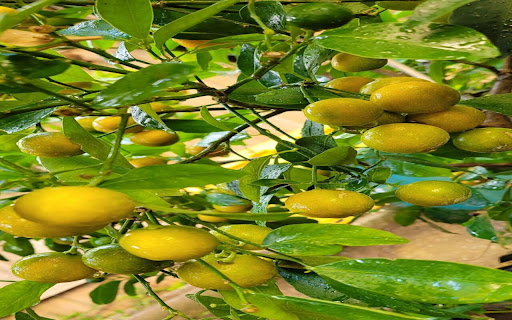 kumquat tree wallpaper from Chrome web store to be run with OffiDocs Chromium online kumquat tree wallpaper from Chrome web store to be run with OffiDocs Chromium online