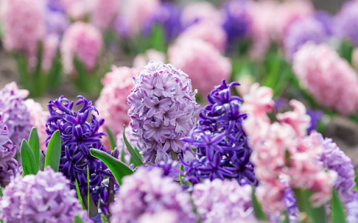 Lavender and Pink Blooms: A Serene Garden of Color from Chrome web store to be run with OffiDocs Chromium online Lavender and Pink Blooms: A Serene Garden of Color from Chrome web store to be run with OffiDocs Chromium online