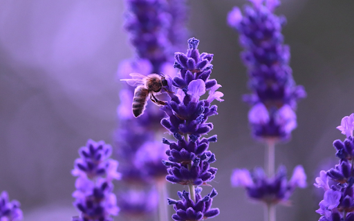Lavender flowers bee from Chrome web store to be run with OffiDocs Chromium online Lavender flowers bee from Chrome web store to be run with OffiDocs Chromium online