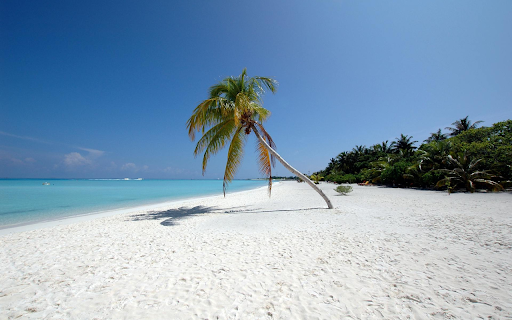 Leaning Coconut Tree from Chrome web store to be run with OffiDocs Chromium online Leaning Coconut Tree from Chrome web store to be run with OffiDocs Chromium online