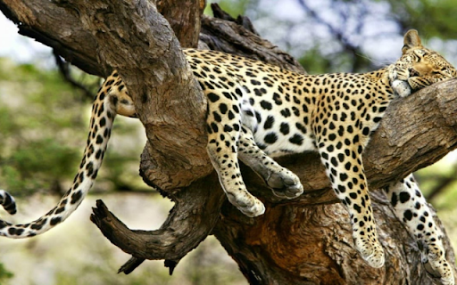 Leopard Napping on a Tree: The Silent Predator at Rest from Chrome web store to be run with OffiDocs Chromium online Leopard Napping on a Tree: The Silent Predator at Rest from Chrome web store to be run with OffiDocs Chromium online