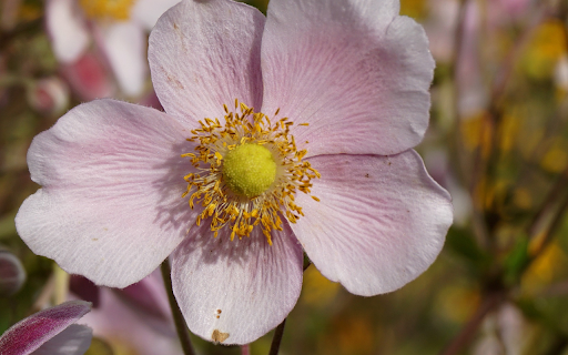 Light purple five petaled flower from Chrome web store to be run with OffiDocs Chromium online Light purple five petaled flower from Chrome web store to be run with OffiDocs Chromium online