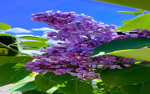 Lilac wallpaper from Chrome web store to be run with OffiDocs Chromium online Lilac wallpaper from Chrome web store to be run with OffiDocs Chromium online