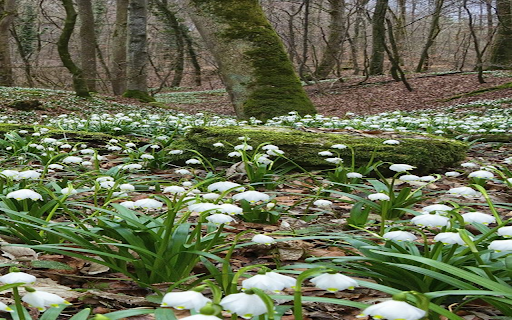 Lily of the valley flowers in the forest wallpaper from Chrome web store to be run with OffiDocs Chromium online Lily of the valley flowers in the forest wallpaper from Chrome web store to be run with OffiDocs Chromium online