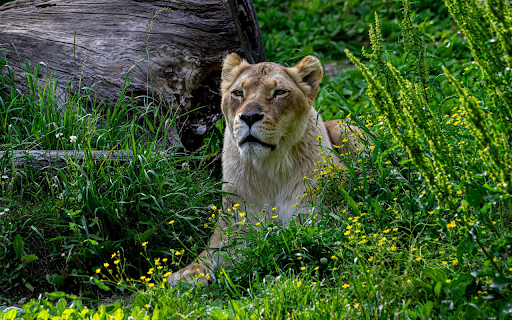 Lioness in the Wild from Chrome web store to be run with OffiDocs Chromium online Lioness in the Wild from Chrome web store to be run with OffiDocs Chromium online