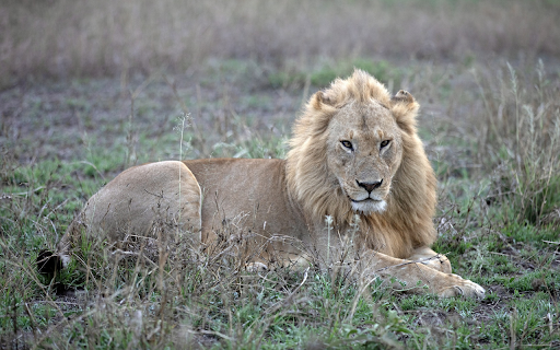lion in the field from Chrome web store to be run with OffiDocs Chromium online lion in the field from Chrome web store to be run with OffiDocs Chromium online