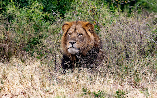 Lion in wastewater from Chrome web store to be run with OffiDocs Chromium online Lion in wastewater from Chrome web store to be run with OffiDocs Chromium online