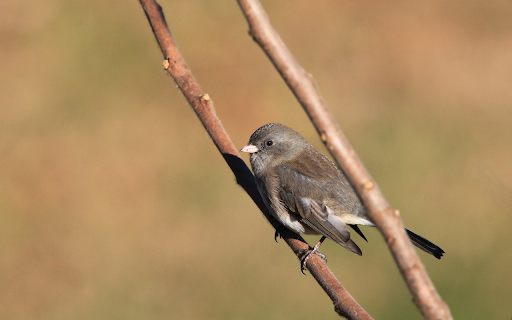 Little bird from Chrome web store to be run with OffiDocs Chromium online Little bird from Chrome web store to be run with OffiDocs Chromium online