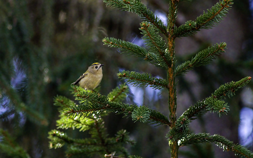 Little bird on a pine branch from Chrome web store to be run with OffiDocs Chromium online Little bird on a pine branch from Chrome web store to be run with OffiDocs Chromium online
