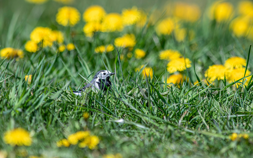 Little Bird on the Grass from Chrome web store to be run with OffiDocs Chromium online Little Bird on the Grass from Chrome web store to be run with OffiDocs Chromium online