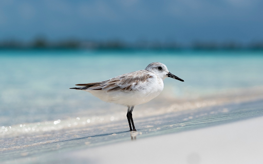 Little Bird on the Sea from Chrome web store to be run with OffiDocs Chromium online Little Bird on the Sea from Chrome web store to be run with OffiDocs Chromium online
