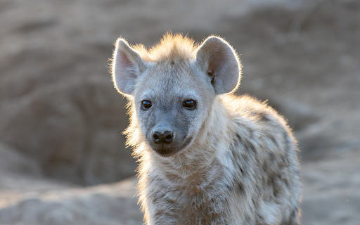 Little hyena from Chrome web store to be run with OffiDocs Chromium online Little hyena from Chrome web store to be run with OffiDocs Chromium online