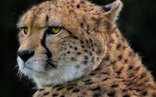 Little tiger from Chrome web store to be run with OffiDocs Chromium online Little tiger from Chrome web store to be run with OffiDocs Chromium online