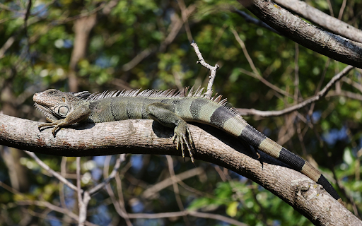 Lizard crawling on a tree from Chrome web store to be run with OffiDocs Chromium online Lizard crawling on a tree from Chrome web store to be run with OffiDocs Chromium online