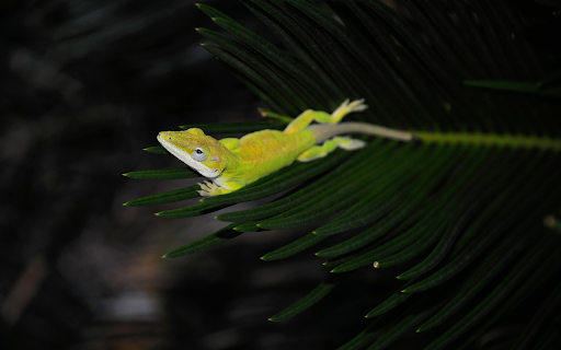 Lizard on the tip of a leaf from Chrome web store to be run with OffiDocs Chromium online Lizard on the tip of a leaf from Chrome web store to be run with OffiDocs Chromium online