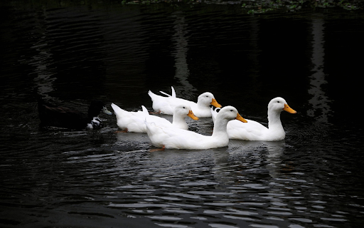 Long cucumber from Chrome web store to be run with OffiDocs Chromium online Long cucumber from Chrome web store to be run with OffiDocs Chromium online