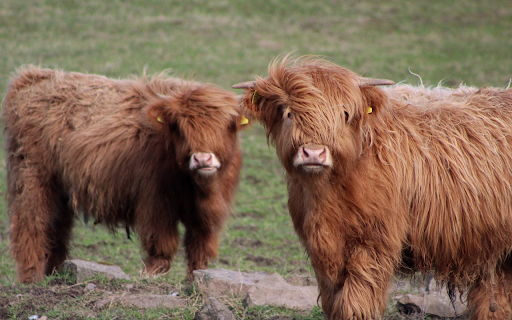 Long haired cows from Chrome web store to be run with OffiDocs Chromium online Long haired cows from Chrome web store to be run with OffiDocs Chromium online