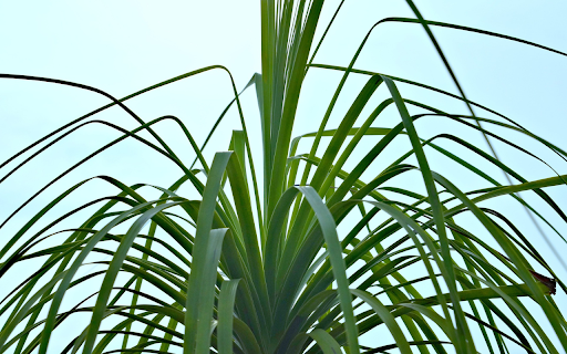Long Leaf Plant from Chrome web store to be run with OffiDocs Chromium online Long Leaf Plant from Chrome web store to be run with OffiDocs Chromium online
