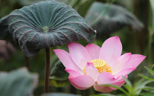 Lotus blooms with curly leaves from Chrome web store to be run with OffiDocs Chromium online Lotus blooms with curly leaves from Chrome web store to be run with OffiDocs Chromium online