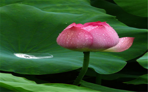 Lotus bud wallpaper from Chrome web store to be run with OffiDocs Chromium online Lotus bud wallpaper from Chrome web store to be run with OffiDocs Chromium online