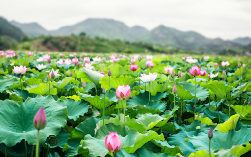 Lotus Flower Pond from Chrome web store to be run with OffiDocs Chromium online Lotus Flower Pond from Chrome web store to be run with OffiDocs Chromium online