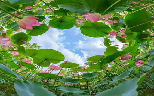 Lotus pond wallpaper from Chrome web store to be run with OffiDocs Chromium online Lotus pond wallpaper from Chrome web store to be run with OffiDocs Chromium online