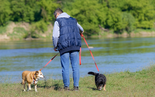 Lovely Dogs from Chrome web store to be run with OffiDocs Chromium online Lovely Dogs from Chrome web store to be run with OffiDocs Chromium online