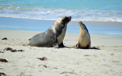 Lovely Sea Lions from Chrome web store to be run with OffiDocs Chromium online Lovely Sea Lions from Chrome web store to be run with OffiDocs Chromium online