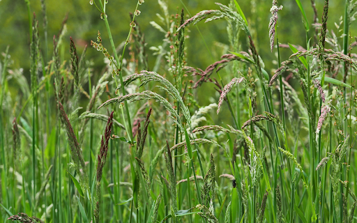 Lush grass and trees from Chrome web store to be run with OffiDocs Chromium online Lush grass and trees from Chrome web store to be run with OffiDocs Chromium online