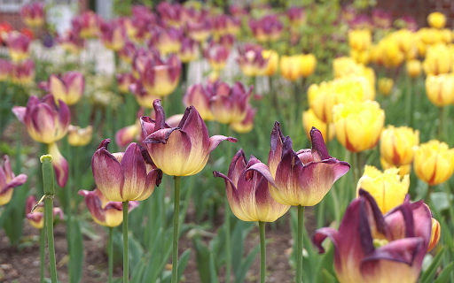 Luxurious golden brown tulips from Chrome web store to be run with OffiDocs Chromium online Luxurious golden brown tulips from Chrome web store to be run with OffiDocs Chromium online