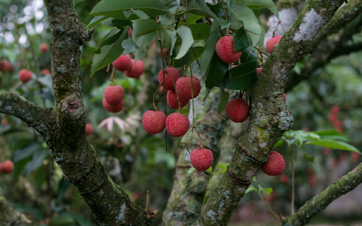Lychee Tree from Chrome web store to be run with OffiDocs Chromium online Lychee Tree from Chrome web store to be run with OffiDocs Chromium online