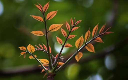 Mahogany from Chrome web store to be run with OffiDocs Chromium online Mahogany from Chrome web store to be run with OffiDocs Chromium online