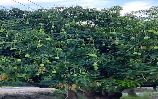 mango tree wallpaper from Chrome web store to be run with OffiDocs Chromium online mango tree wallpaper from Chrome web store to be run with OffiDocs Chromium online