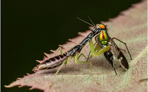 Mantis kills prey from Chrome web store to be run with OffiDocs Chromium online Mantis kills prey from Chrome web store to be run with OffiDocs Chromium online