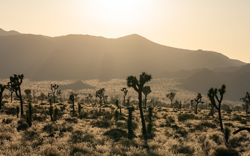 Meadow from Chrome web store to be run with OffiDocs Chromium online Meadow from Chrome web store to be run with OffiDocs Chromium online