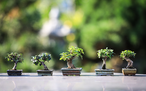 Mini ornamental pots from Chrome web store to be run with OffiDocs Chromium online Mini ornamental pots from Chrome web store to be run with OffiDocs Chromium online