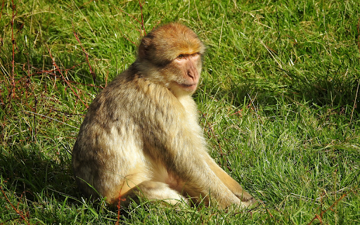 Monkey on the grass field from Chrome web store to be run with OffiDocs Chromium online Monkey on the grass field from Chrome web store to be run with OffiDocs Chromium online