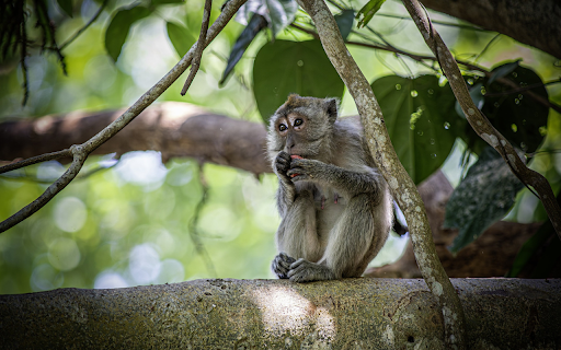 Monkey sitting on a tree from Chrome web store to be run with OffiDocs Chromium online Monkey sitting on a tree from Chrome web store to be run with OffiDocs Chromium online