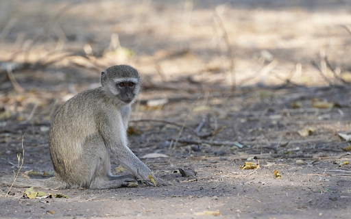 Monkey Sitting on the Ground from Chrome web store to be run with OffiDocs Chromium online Monkey Sitting on the Ground from Chrome web store to be run with OffiDocs Chromium online