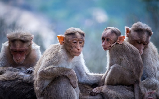 MONKEYS THEME from Chrome web store to be run with OffiDocs Chromium online MONKEYS THEME from Chrome web store to be run with OffiDocs Chromium online