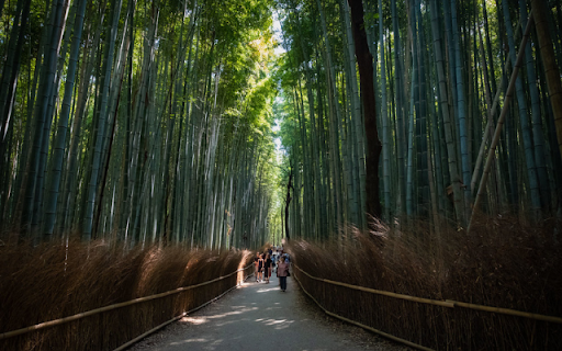 Moonlit Bamboo Forest from Chrome web store to be run with OffiDocs Chromium online Moonlit Bamboo Forest from Chrome web store to be run with OffiDocs Chromium online